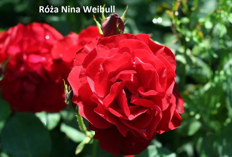 zamówienia 2019 - Róża Nina Weibull.jpg